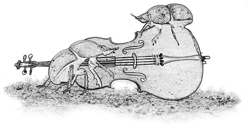 Scarabs with cello